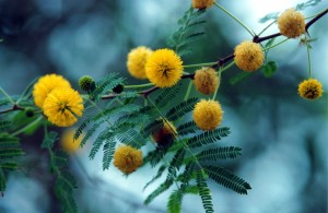 Festa della donna: 8 marzo