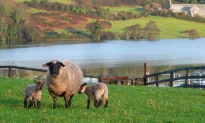 prati verdi irlanda pecore
