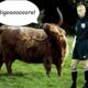 Il tifoso bue inveisce a caso contro l'arbitro
