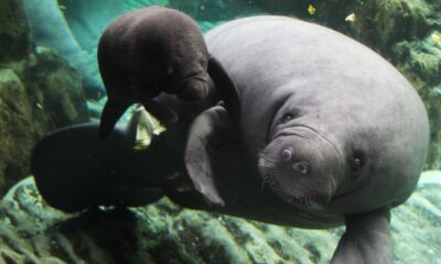 mamma Rynke e cucciolo all'Acquario di Genova
